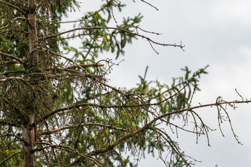 Great Tit on Conifer Branch © KAMIL KOSIBA