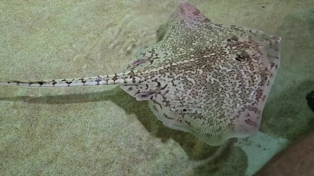 Tracking shot of spotted stingray gliding along sandy aquarium bottom in shallow water