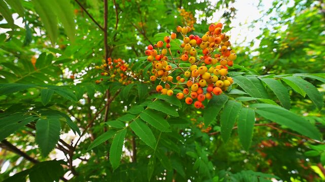 cluster of ripe rowan berries in warm orange‑red hues amid lush green pinnate leaves. dappled sunlight filters through foliage, highlighting berries glossy texture
