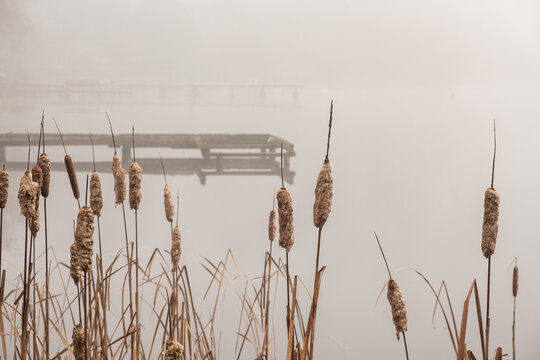 Close-up of dry cattails with a wooden dock blurred in the background on a foggy lake