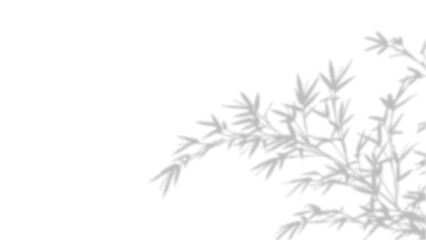 Obraz premium Delicate bamboo branches with soft leaves isolated on plain background