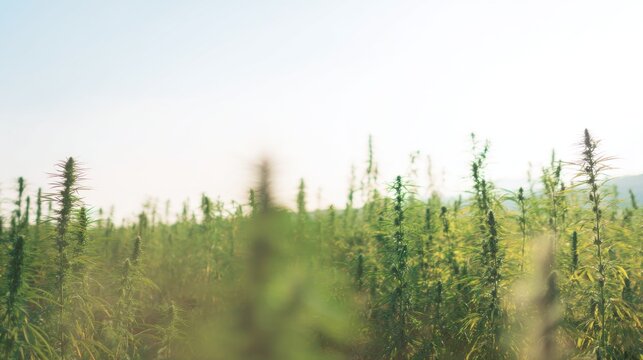Hemp plants grow in a large field under a clear sky during the late afternoon