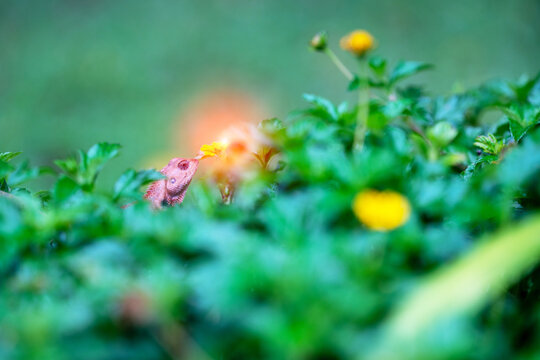 Small Pink Lizard Near Yellow Flowers in Garden