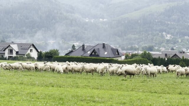 Large flock of sheep grazing on a green field near village houses with misty mountains in the background, showing quiet rural life and peaceful countryside scenery.