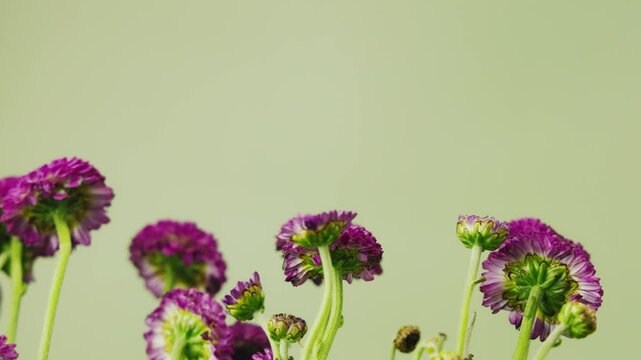 purple flowers, pink flowers, purple blossoms, delicate flowers, flower stems, green stems, floral arrangement, botanical background, pastel green, green background, soft background, copy space, negat