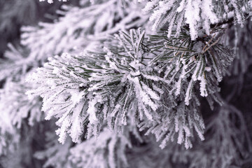 Winter, snow, trees, snow on the trees © rob