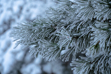 Winter, snow, trees, snow on the trees © rob
