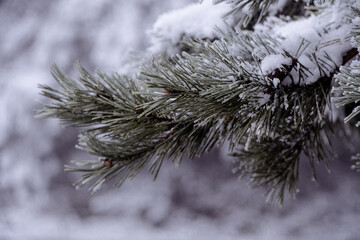 Winter, snow, trees, snow on the trees © rob