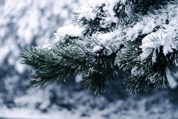 Winter, snow, trees, snow on the trees © rob