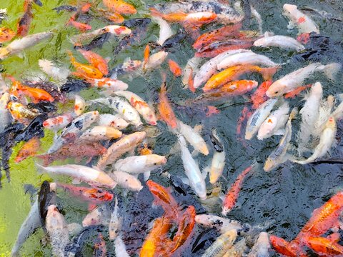 Colorful koi fish swimming densely in green pond water, top view of orange, white and black carp near the surface.
