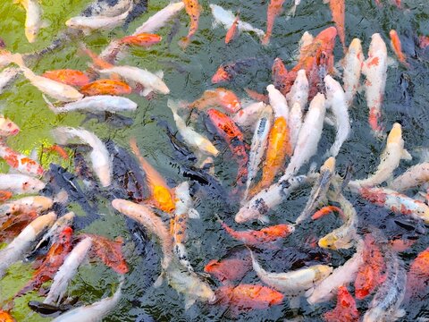 Colorful koi fish swimming densely in green pond water, top view of orange, white and black carp near the surface.
