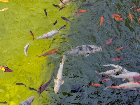 Colorful koi fish swimming densely in green pond water, top view of orange, white and black carp near the surface.
