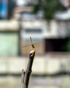 Macro shot of a Southern Darter dragonfly (Sympetrum meridionale) resting on a wooden stick. The transparent wings clearly show small, bright red parasitic water mite larvae (Arrenurus).