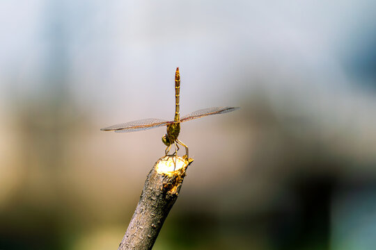 Macro shot of a Southern Darter dragonfly (Sympetrum meridionale) resting on a wooden stick. The transparent wings clearly show small, bright red parasitic water mite larvae (Arrenurus).