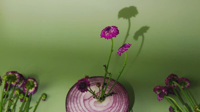 Pink flowers emerge from a red onion slice while dramatic botanical shadows and surrounding blossoms create a colorful arrangement against an olive green background.