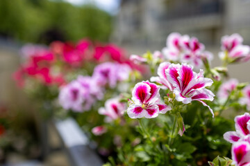 Fototapeta premium Extreme close-up of blooming pink pelargonium flowers, delicate petals clustered together with soft natural daylight