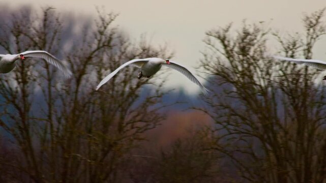 Mute Swan Flock Flying Over Farmland at Winter Sunrise | 4K Wildlife Footage