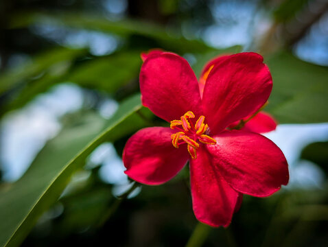 Jatropha integerrima or Hibiscus hirtus, A stunning macro photograph.