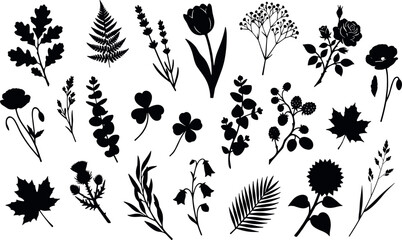 Botanical plant and flower silhouette vector collection featuring leaves ferns lavender rose clover and wild herbs graphic decorative elements set on isolated white background © Md. Ashik Hossain