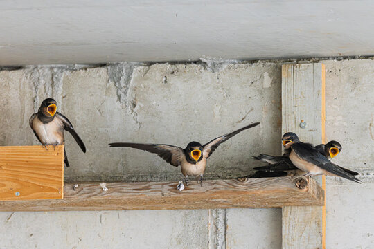 Rauchschwalbe (Hirundo rustica) f&uuml;ttert ihren Jungvogel