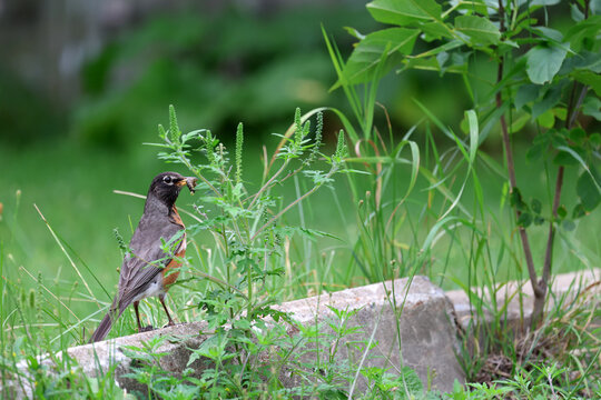 Merle d'am&eacute;rique, Qu&eacute;bec, Canada	