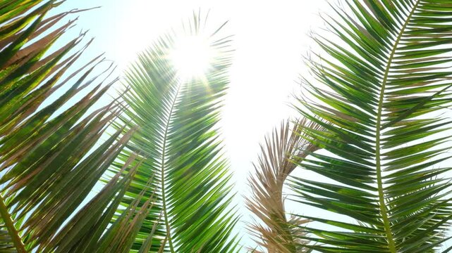 Sun breaking through palm leaves swaying on the wind. Lush vacation slow motion.