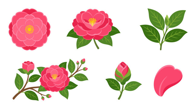 Pink camellia flower clipart collection with blooming blossoms and green leaves on white background