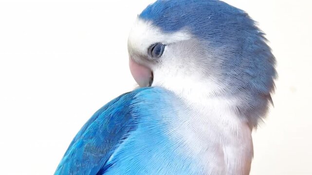 Cute Blue Roseicollis Parrot Preening Feathers Against White Background