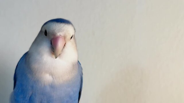 Cute Blue Roseicollis Parrot Preening Feathers Against White Background