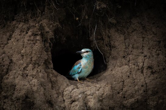 European Roller Perched in Nesting Burrow in Earthen Bank