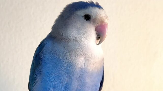 Cute Blue Roseicollis Parrot Preening Feathers Against White Background