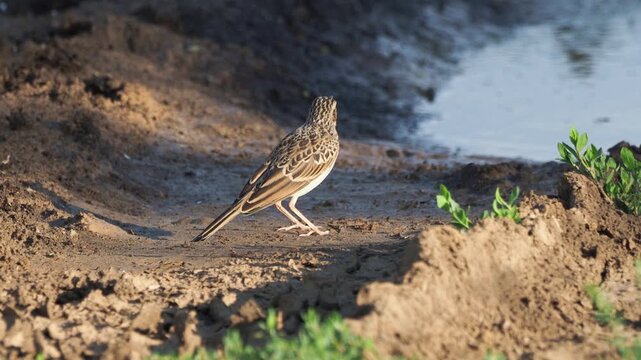 Tawny pipit (Anthus campestris) juvenile standing on the ground, alert and cautious