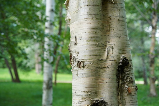 Nahaufnahme des Stammes und der Rinde einer Leuchtenden Birke (Betula luminifera) im Sommer