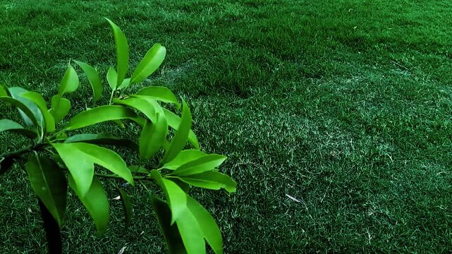 Lush green sapling plant leaves swaying gently in the wind with fresh grass lawn background nature conservation environment