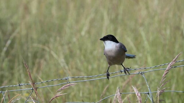 Iberian magpie perched on a wire fence.