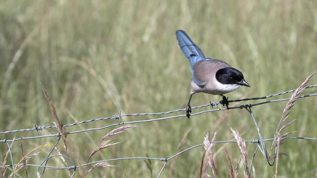 Iberian magpie perched on a wire fence hunting for a caterpillar.