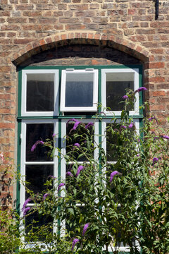 Purple flowers by the window