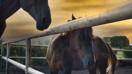 horse © Grzegorz