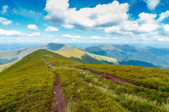 Carpathian mountain landscape in summer. scenic view of Transcarpathia region from Stiy summit. hiking trail through Borzhava range. grassy hill in dappled light