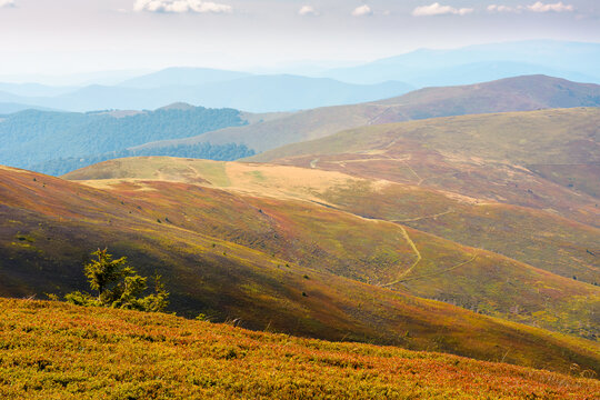 Carpathian mountain landscape in late summer. scenic view of Transcarpathia region from the Great Summit. colorful alpine blueberry field on Polonyna Play hill in the afternoon