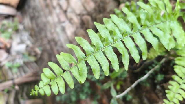 Close-up of fresh green fern leaf (Polypodiopsida) with detailed fronds texture in a tropical garden.