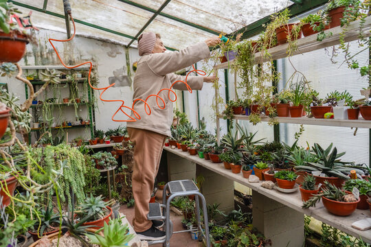 Senior woman on step stool watering upper shelf succulents with orange hose
