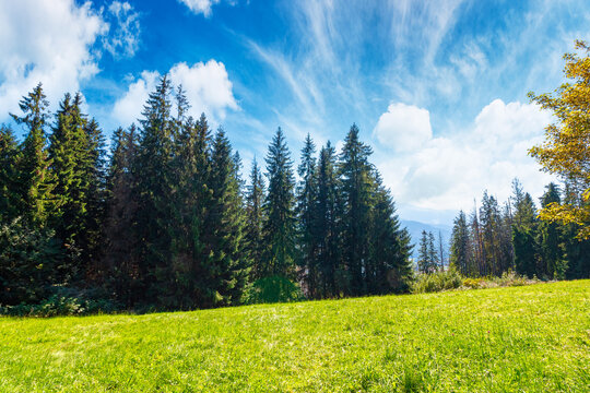 landscape with coniferous forest in summer. scenic view of mountain landscape in poland. spruce trees on a grassy alpine meadow. clouds on the blue sky above the ridge