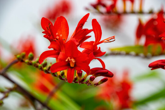 Montbretia (Crocosmia crocosmiiflora), a popular garden flower in Ireland, featuring bright orange-red blooms and sword-shaped green leaves