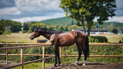 horse and foal © Grzegorz