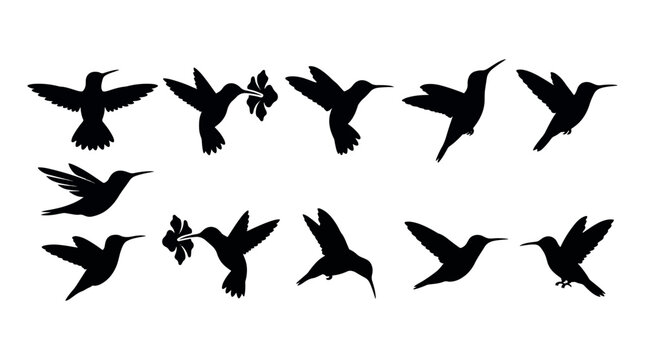Humming Bird Silhouettes Set, Set of black bird icons in flight, Tropical colibri silhouettes with flowers, Decorative avian vector elements, tropical, icon, avian, black, nature, wildlife, animal.