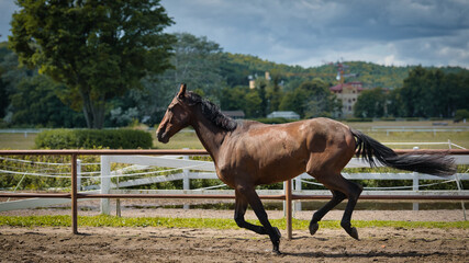 horse and foal © Grzegorz