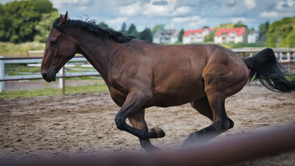 horse in the field © Grzegorz