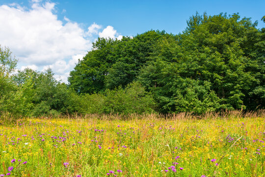 deciduous beech forest near meadow under blue sky. nature scenery with tall grass near forest in summer. carpathian beech forest of ukraine. wild field with grass and herbs