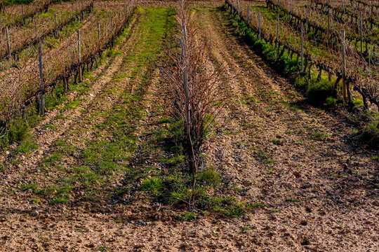 Sustainable viticulture and dormant grapevines in winter under Mediterranean sunlight.